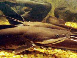 ALEVINOS E JUVENIS DE BAGRE AFRICANO EM SÃO PAULO ALEVINOS E JUVENIS DE BAGRE AFRICANO EM SÃO PAULO