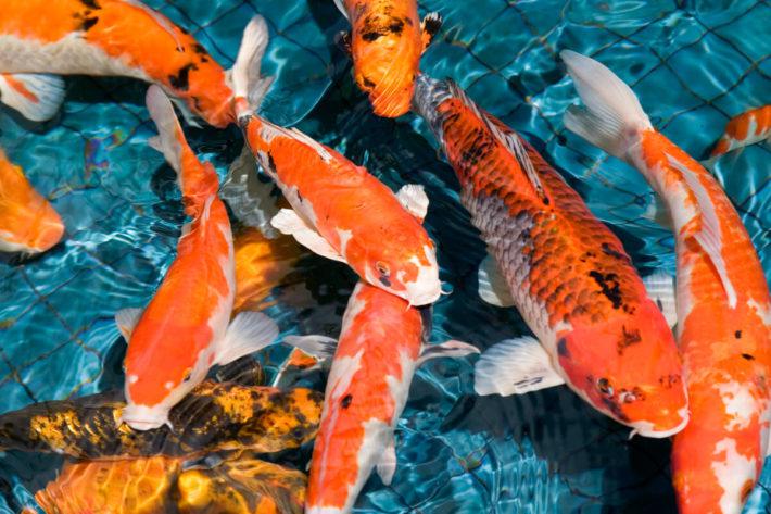 ALEVINOS E JUVENIS DE CARPA COLORIDA EM SÃO PAULO ALEVINOS E JUVENIS DE CARPA COLORIDA EM SÃO PAULO