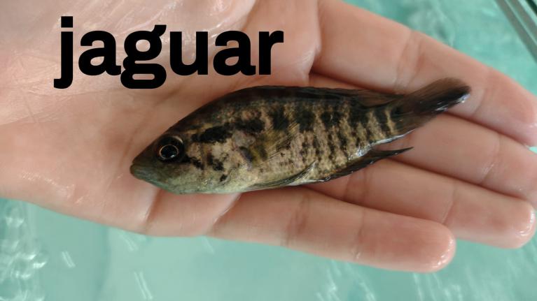 Alevinos e Juvenis de Jaguar em SP Alevinos e Juvenis de Jaguar em SP
