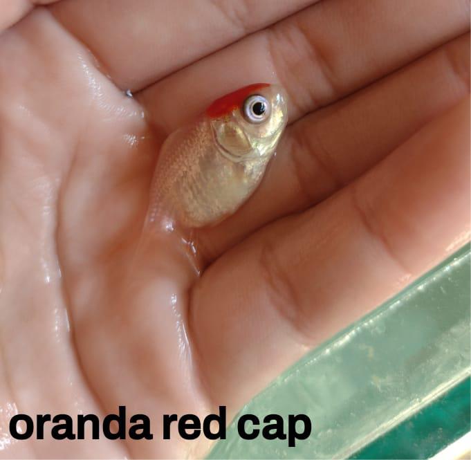 alevinos de Kinguio Oranda Red Cap