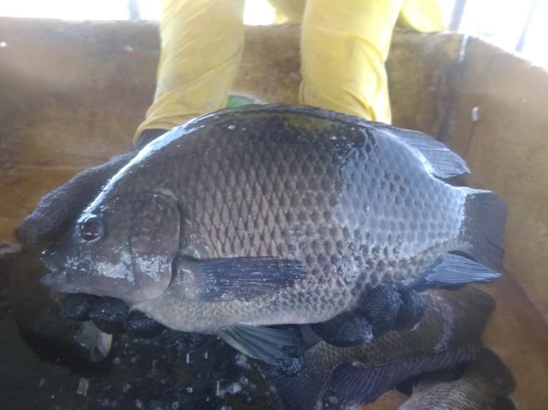 Venda de Alevino de Tilápia G1 para Criadores