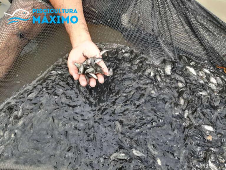 VENDA DE ALEVINOS DE TILÁPIA TAILANDESA EM SP VENDA DE ALEVINOS DE TILÁPIA TAILANDESA EM SP